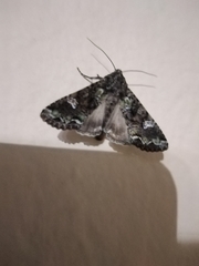 Mamestra configurata