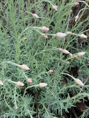 Rhodanthe anthemoides