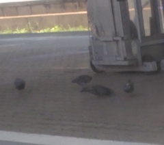 Columba livia domestica