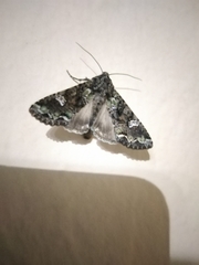 Mamestra configurata