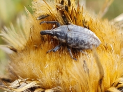 Larinus pollinis