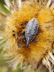 Larinus pollinis