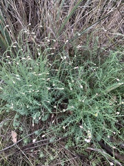 Rhodanthe anthemoides