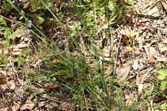 Lomandra multiflora