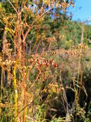Pastinaca sativa sylvestris