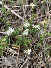 Asperula conferta
