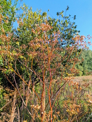 Pastinaca sativa sylvestris