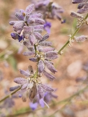 Salvia abrotanoides