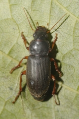 Harpalus rufipes