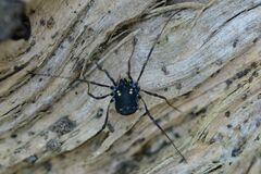 Paranemastoma quadripunctatum