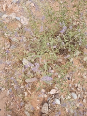 Salvia abrotanoides