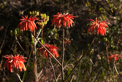 Aloe swynnertonii image