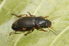 Harpalus rufipes