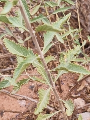Salvia abrotanoides