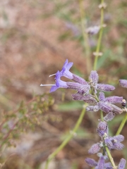 Salvia abrotanoides