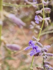 Salvia abrotanoides