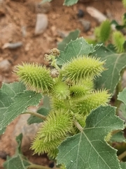 Xanthium