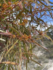 Eucalyptus leptophylla
