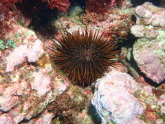 Heliocidaris tuberculata