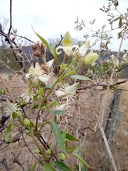 Clematis montevidensis