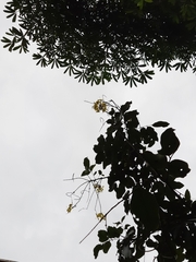 Cassia fistula