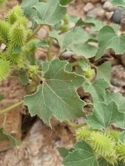 Xanthium