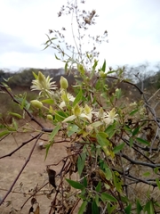 Clematis montevidensis