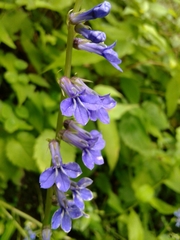 Lobelia