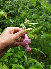 Sesamum indicum
