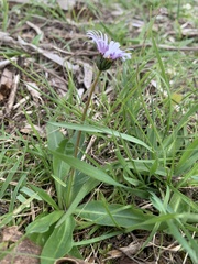 Brachyscome decipiens