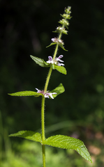 Stachys hispida
