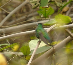 Eriocnemis glaucopoides