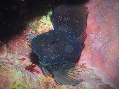 Blackblotch blenny (Cirripectes alboapicalis) — Blenniidae — 5