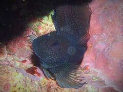 Cirripectes alboapicalis