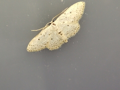 Idaea minuscularia