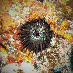 Echinostrephus