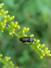 Ripiphorus
