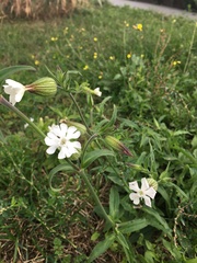 Silene latifolia