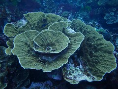 Montipora