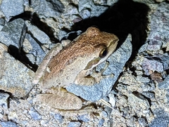 Pseudacris hypochondriaca