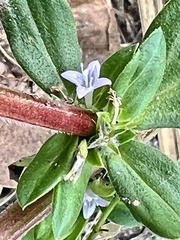 Spermacoce articularis