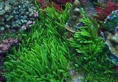 Caulerpa