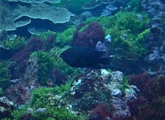 Neoglyphidodon polyacanthus