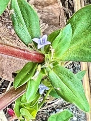 Spermacoce articularis