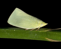 Flatidae