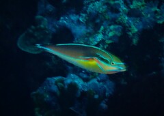 Stethojulis bandanensis