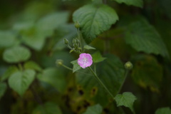 Sida cordifolia