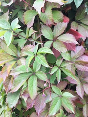 Parthenocissus quinquefolia