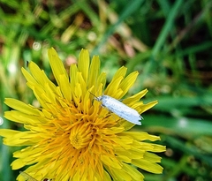 Homoeosoma electella