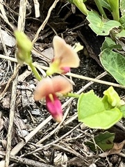 Alysicarpus ovalifolius